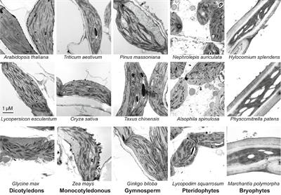 Terrestrial Plants Evolve Highly Assembled Photosystem Complexes in Adaptation to Light Shifts